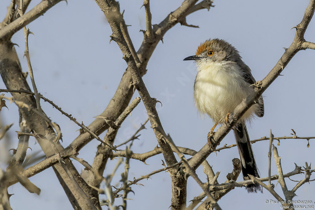 Apalis à front roux