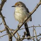Apalis à front roux