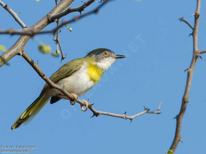 Apalis à gorge jaune