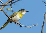 Apalis à gorge jaune