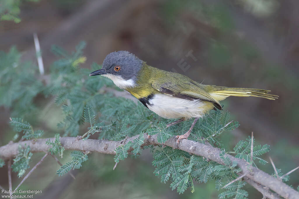 Apalis à gorge jaune mâle adulte, identification