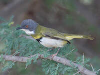 Apalis à gorge jaune