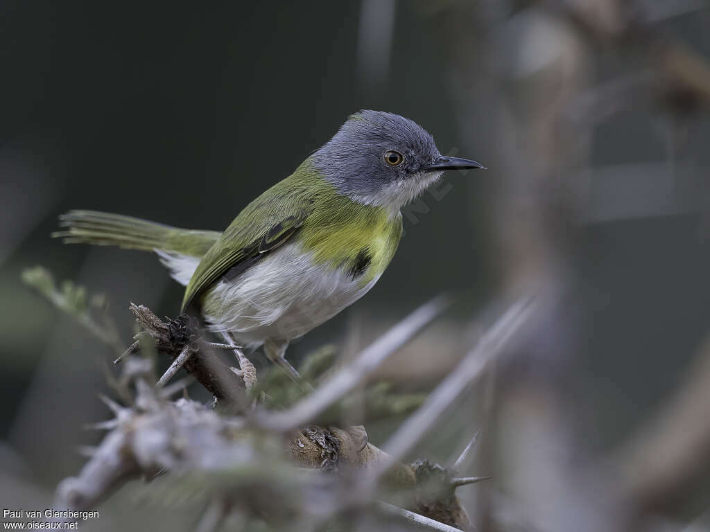 Yellow-breasted Apalisadult, close-up portrait