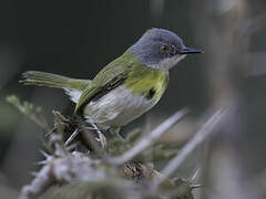 Apalis à gorge jaune