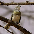 Apalis à gorge jaune