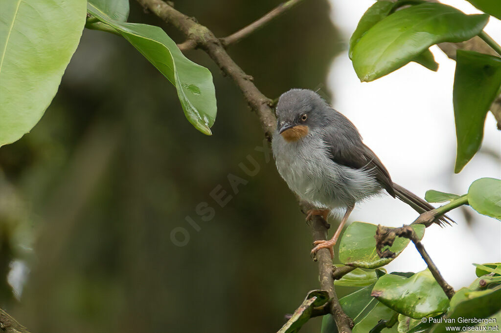 Apalis à gorge marronadulte