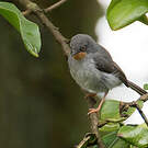Apalis à gorge marron