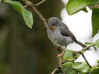 Apalis à gorge marron