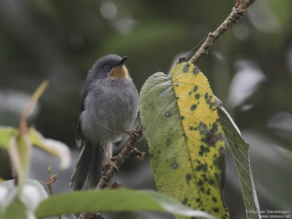 Apalis à gorge marronadulte