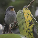 Apalis à gorge marron