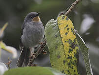 Apalis à gorge marron