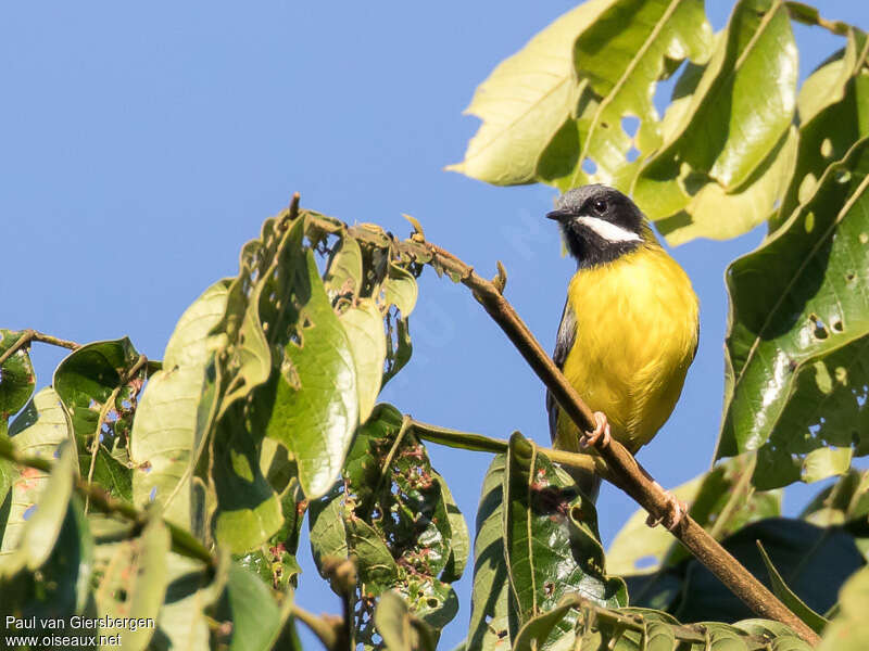 Apalis à gorge noireadulte, habitat