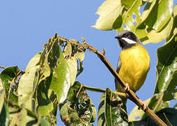 Black-throated Apalis