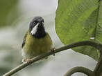 Apalis à gorge noire