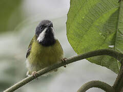 Apalis à gorge noire