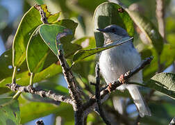 Buff-throated Apalis