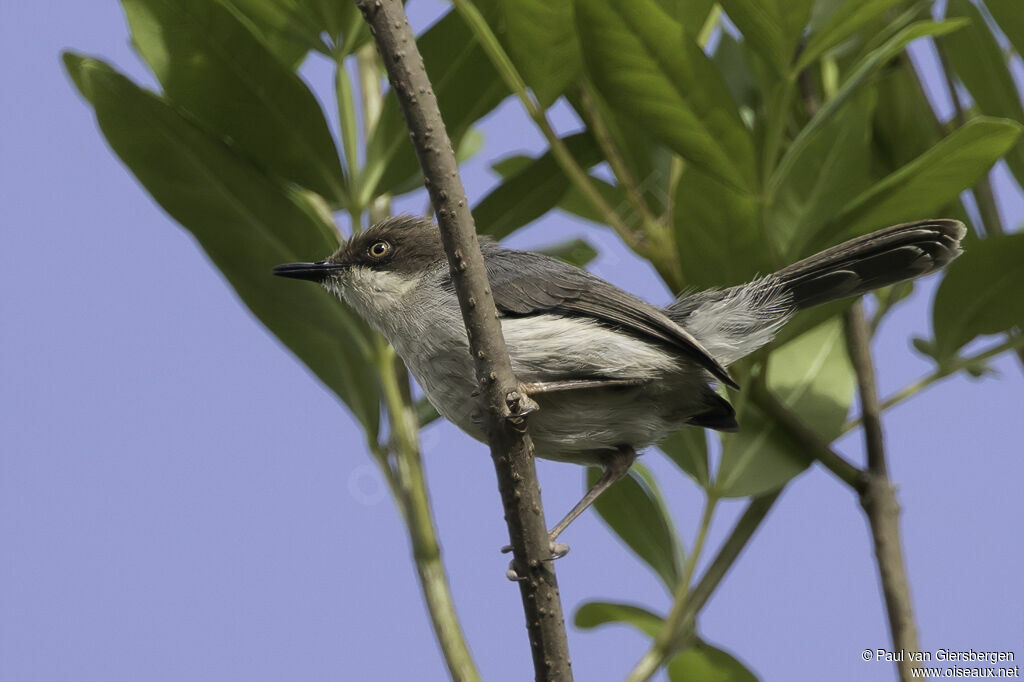 Brown-headed Apalisadult