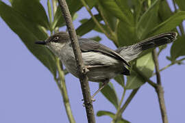 Brown-headed Apalis