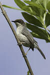 Apalis à tête brune