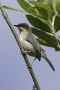 Brown-headed Apalis