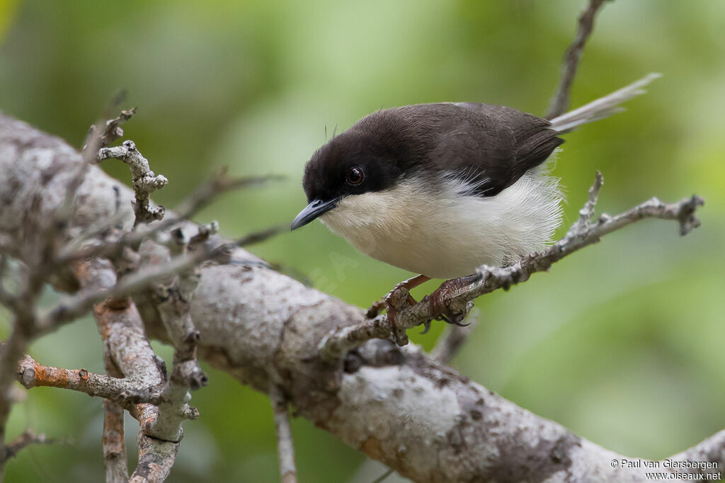 Black-headed Apalisadult