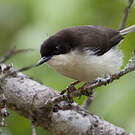 Apalis à tête noire