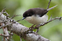 Apalis à tête noire