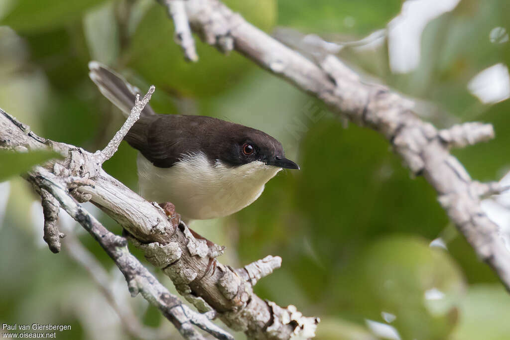 Apalis à tête noireadulte, portrait