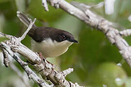 Apalis à tête noire