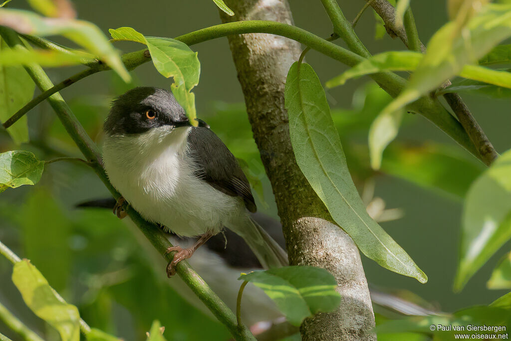 Black-headed Apalisadult