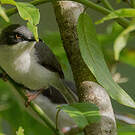 Apalis à tête noire