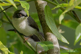 Black-headed Apalis