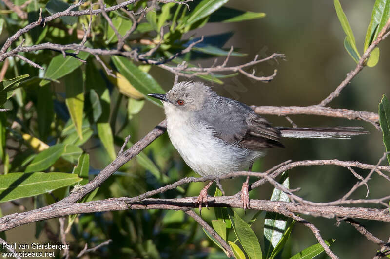 Apalis cendréeadulte, identification