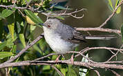 Apalis cendrée