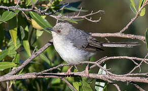 Grey Apalis