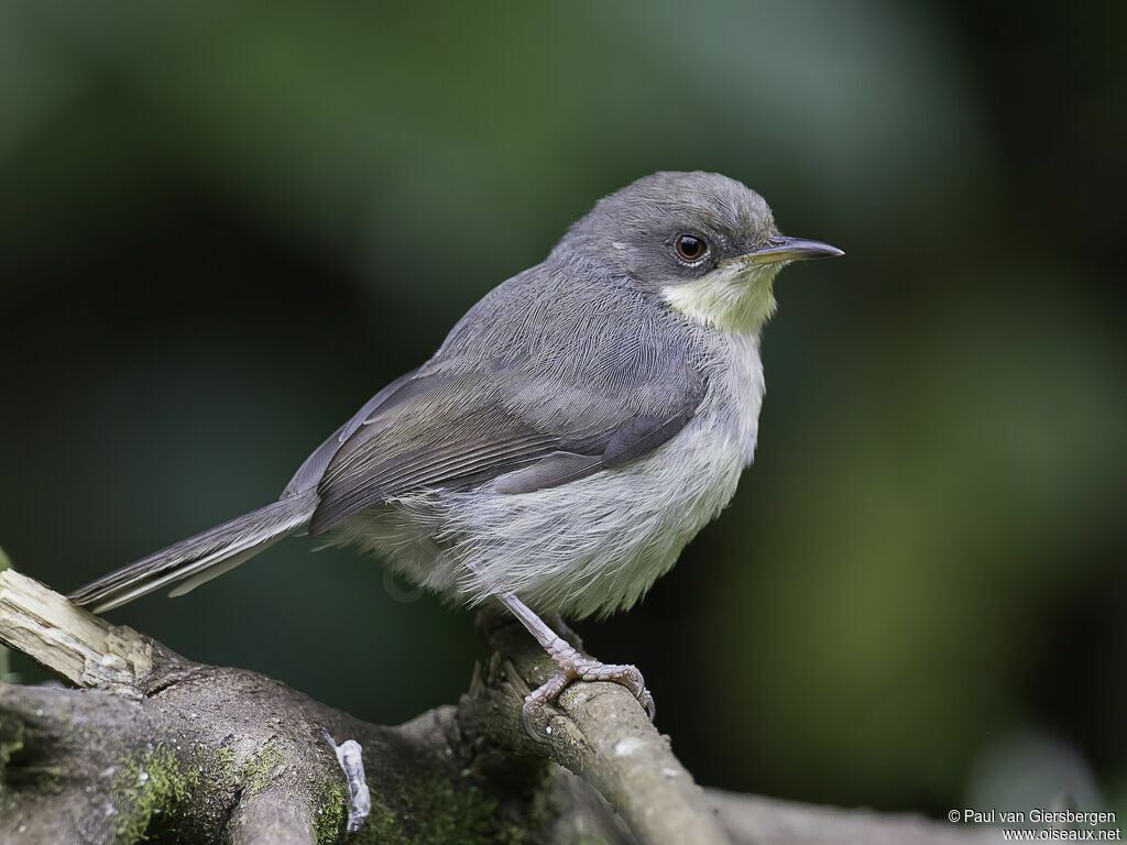 Apalis cendréeadulte