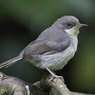 Apalis cendrée