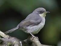 Apalis cendrée