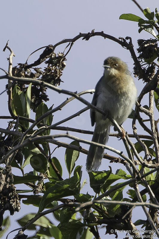 Apalis de Chapinadulte