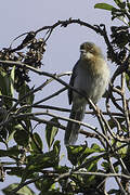 Chapin's Apalis