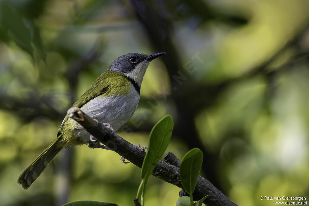 Apalis de Ruddadulte