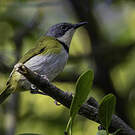 Apalis de Rudd