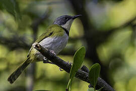 Rudd's Apalis