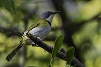 Apalis de Rudd