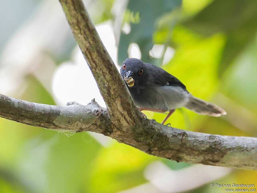 Apalis de Sharpeadulte