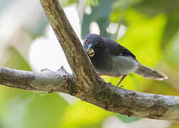 Apalis de Sharpe