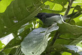 Apalis de Sharpe