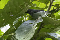 Apalis de Sharpe