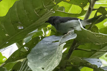Apalis de Sharpe