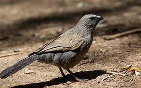 Apostlebird